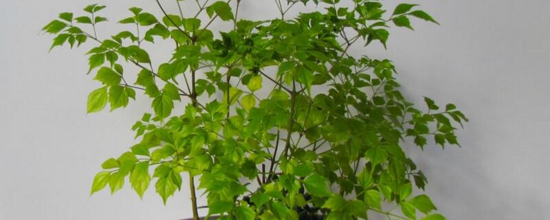 幸福樹(shù)喜水嗎