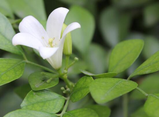 九里香冬天怎么施肥，九里香施什么肥好