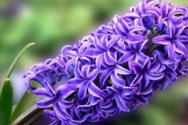 風(fēng)信子花敗后怎么處理