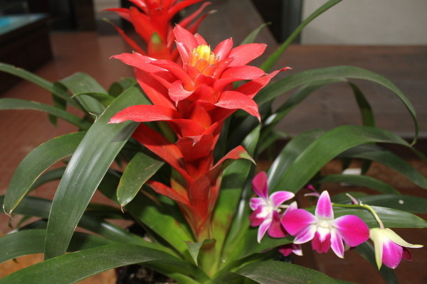 鴻運(yùn)當(dāng)頭有毒嗎能放臥室嗎