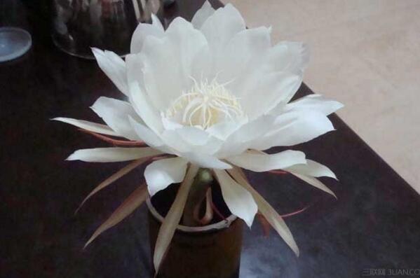 曇花的藥用和食用作用，曇花的作用竟如此全面