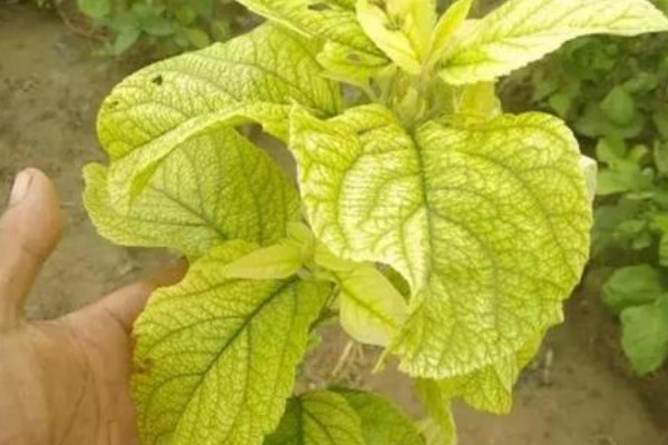 蘋果樹葉子發(fā)黃怎么回事