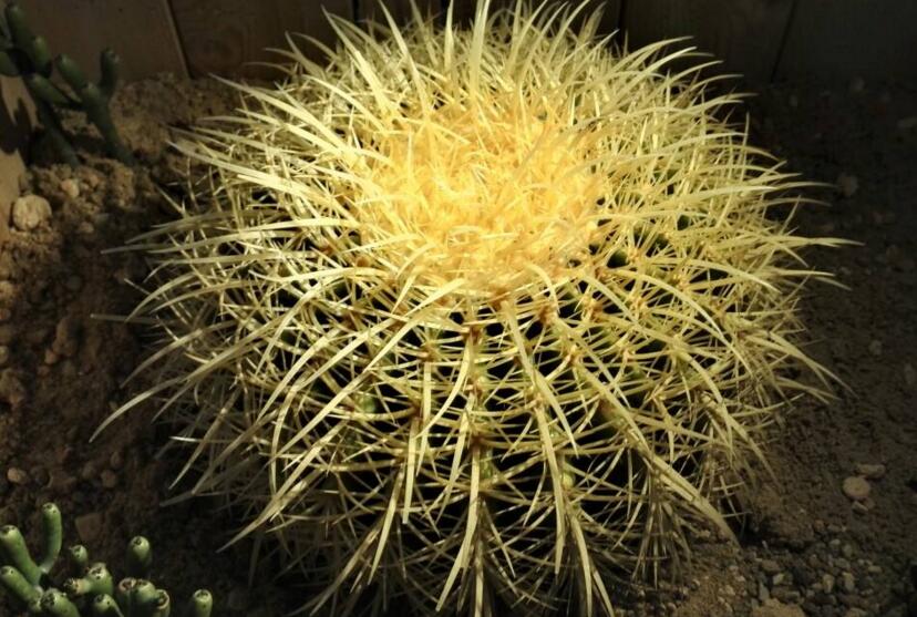 水養(yǎng)仙人球注意事項，正確的水培方式很重要