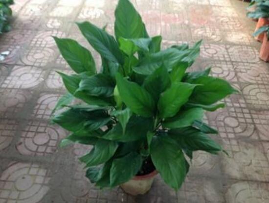 萬年青根發(fā)爛什么原因，萬年青爛根怎么辦