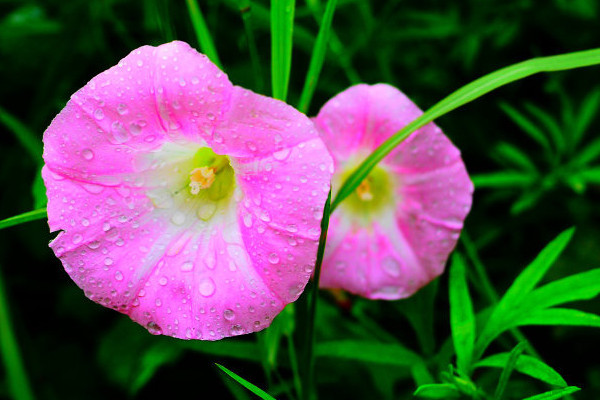 牽?；ㄩL得高是因為什么