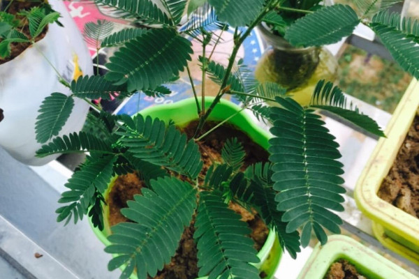 含羞草種子多久澆一次水