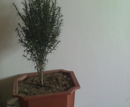 紅豆杉可以種庭院嗎，可以/幸福安康，家庭和睦