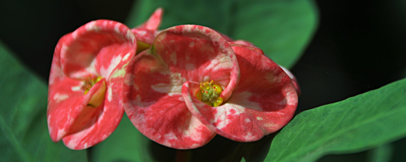 虎刺梅冬天能換盆嗎