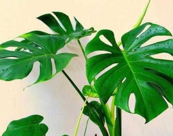 龜背竹滴的水有毒嗎，有毒/皮膚接觸會(huì)導(dǎo)致刺痛灼傷