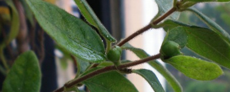 金銀花的種子怎么摘