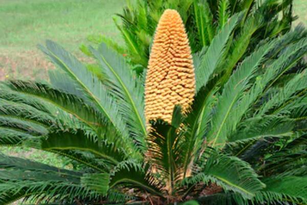 鐵樹(shù)開(kāi)花圖片，開(kāi)花條件以及征兆