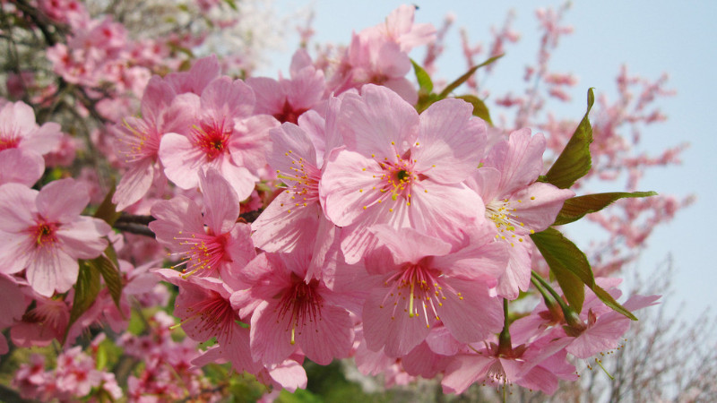 櫻花什么時(shí)候種植最好