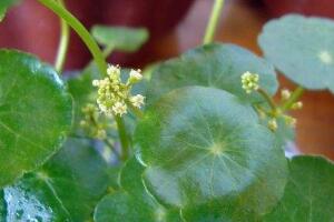 銅錢草會開花嗎，銅錢草的花語是什么