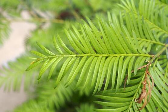 紅豆杉雌雄株怎樣分辨，教你最直觀簡(jiǎn)單三種分辨方法