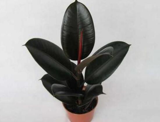 橡皮樹的汁液有毒嗎，橡皮樹適合在室內(nèi)養(yǎng)嗎