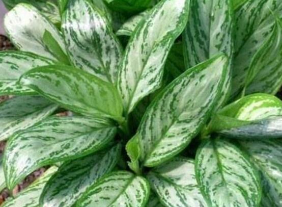 萬年青植物有幾種，盤點(diǎn)最令人欣賞的十大品種