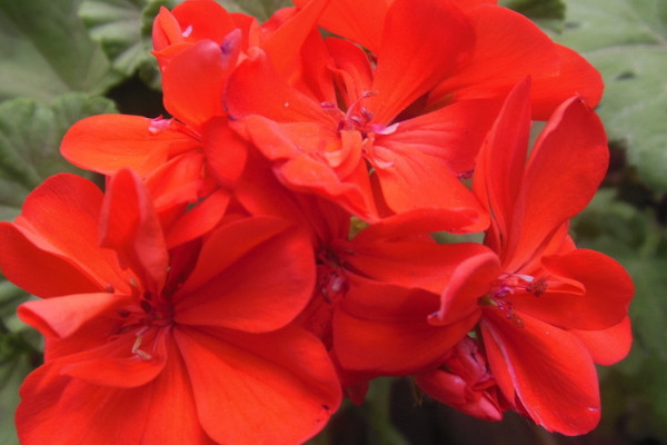 天竺葵冬天怎么養(yǎng)