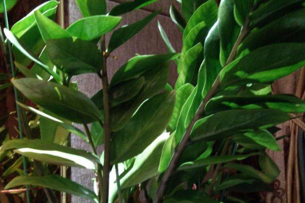 金錢(qián)樹(shù)如何養(yǎng)護(hù)管理