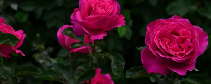 月季枝條過(guò)高如何修剪