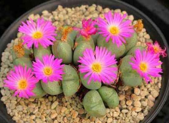 生石花怎么養(yǎng)長得快，老農(nóng)總結(jié)五個快速生長好方法