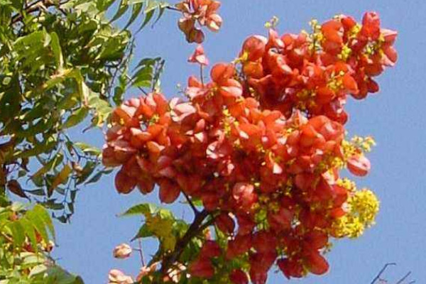 復(fù)羽葉欒樹(shù)果實(shí)能吃嗎