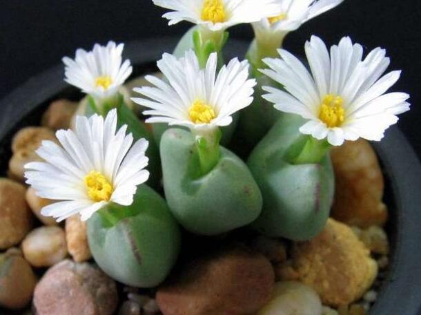 生石花怎么澆水，根據(jù)土壤的干濕程度來衡量澆水程度