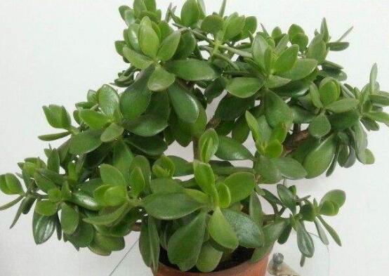 玉樹花幾年開花，掌握五大要點(diǎn)可年年開花