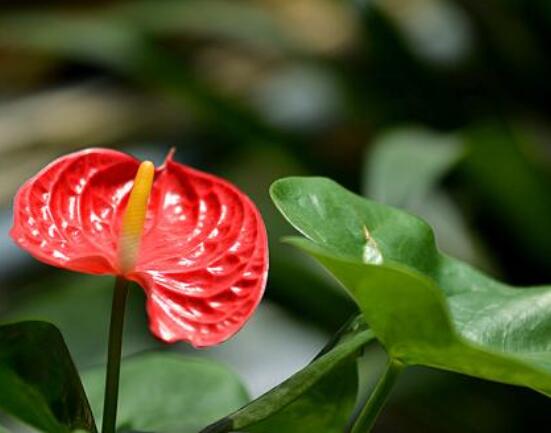 紅掌的作用有哪些，凈化空氣、陶冶情操、五行轉(zhuǎn)化