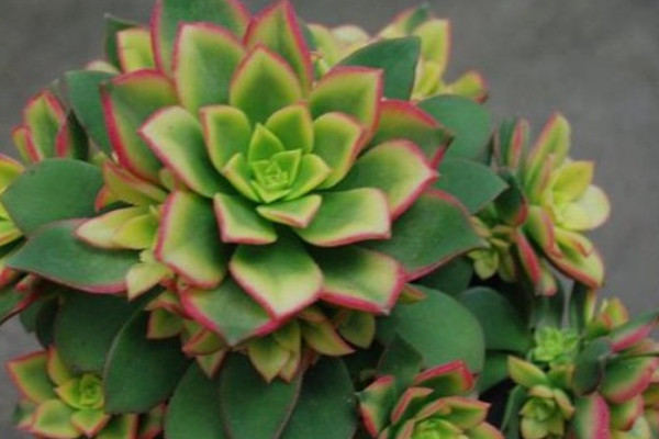 艷日輝秋天養(yǎng)殖方法