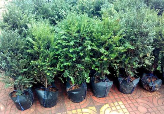 紅豆杉適合室內(nèi)養(yǎng)嗎，具有凈化空氣、延年益壽作用