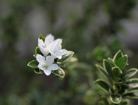 六月雪哪個品種最貴，屬金邊六月雪當(dāng)之無愧
