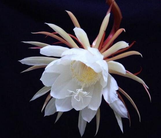 曇花的養(yǎng)殖方法和注意事項(xiàng)，老農(nóng)總結(jié)七大最實(shí)用養(yǎng)殖方法