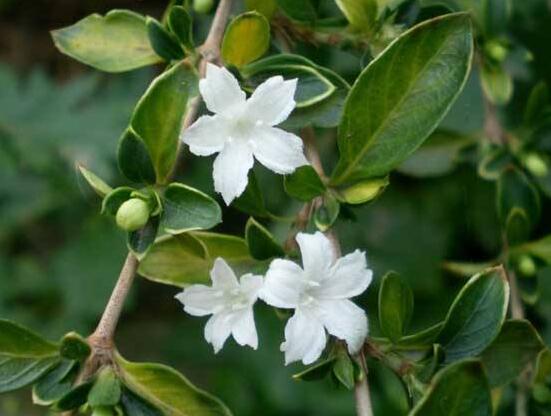 六月雪為什么不開花，三種原因以及解決辦法