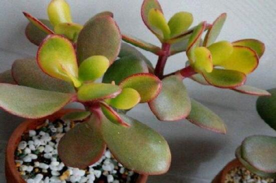 玉樹葉子發(fā)黃怎么補(bǔ)救，教你三種最直接有效的補(bǔ)救方法