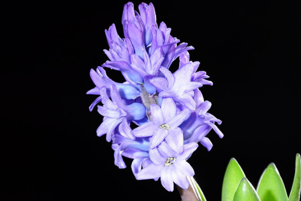 風(fēng)信子的養(yǎng)殖方法與注意事項(xiàng)