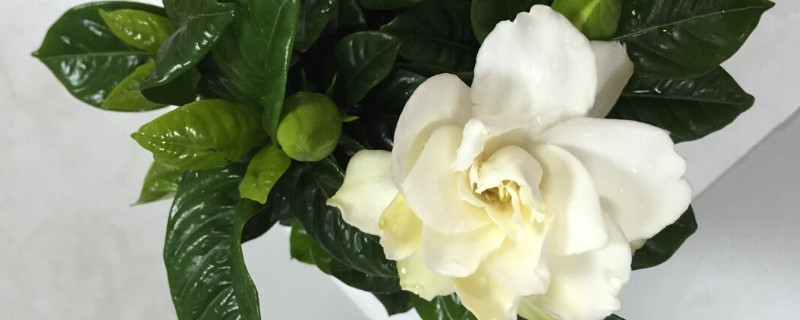 梔子花不同季節(jié)的養(yǎng)護管理