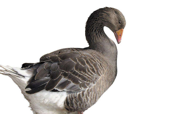 養(yǎng)鴨技術(shù)與鴨病的防治