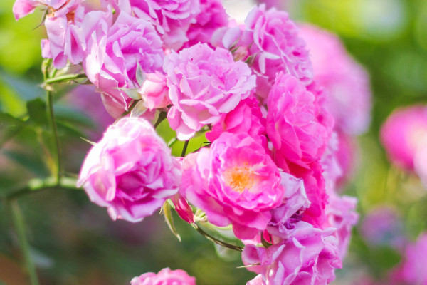 薔薇怎么養(yǎng)才長(zhǎng)得好