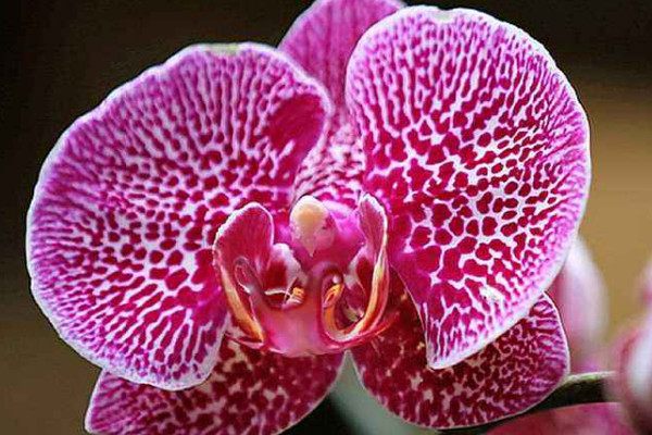 開(kāi)過(guò)的蝴蝶蘭怎么處理