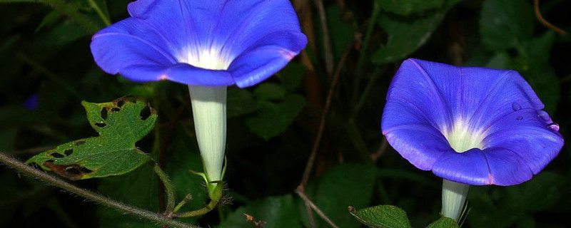 牽?；槭裁丛缟祥_花其他時(shí)間都不開