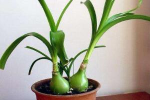 虎眼萬年青種子怎么種，萬年青的種植方法