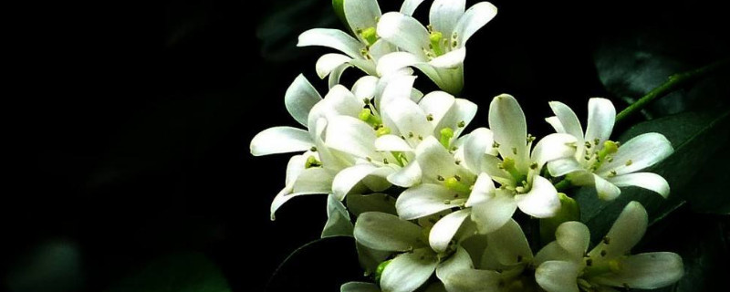 九里香是招陰樹(shù)嗎