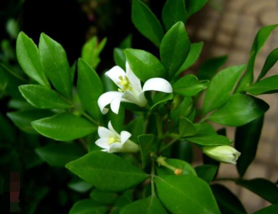 九里香多大開花，幼苗開花需3-4年/成株年年開花