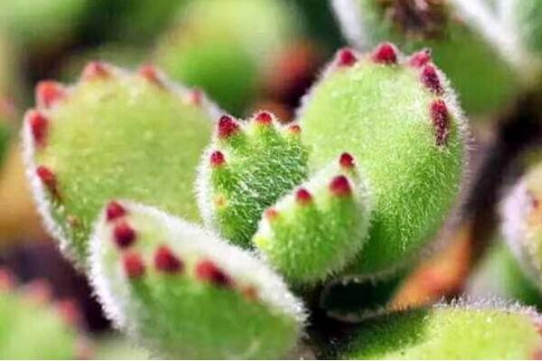 熊童子怎么施肥，熊童子的施肥方法