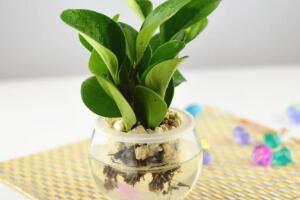 碧玉可以水培嗎，碧玉的水培養(yǎng)殖方法