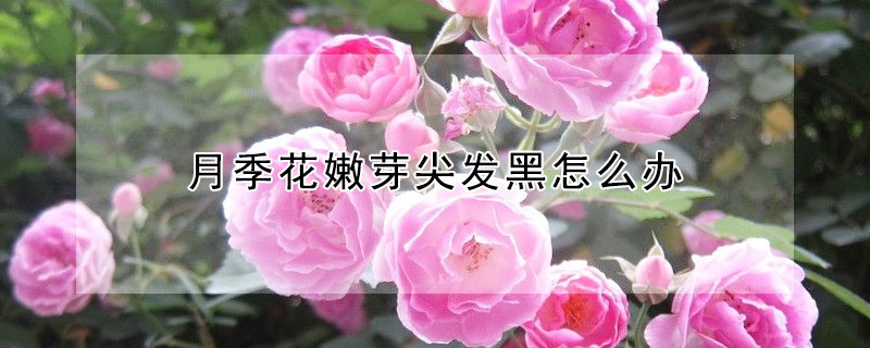 月季花嫩芽尖發(fā)黑怎么辦