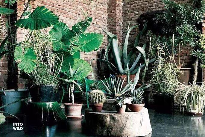 龜背竹放客廳風(fēng)水好嗎，對(duì)事業(yè)有助/對(duì)愛情有削弱的作用