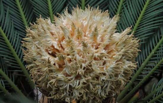 鐵樹開花什么意思，鐵樹的寓意象征著吉祥如意