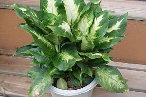 萬年青怎么澆水，萬年青多久澆次水/三天澆一次