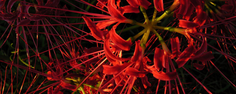彼岸花根系發(fā)達(dá)嗎
